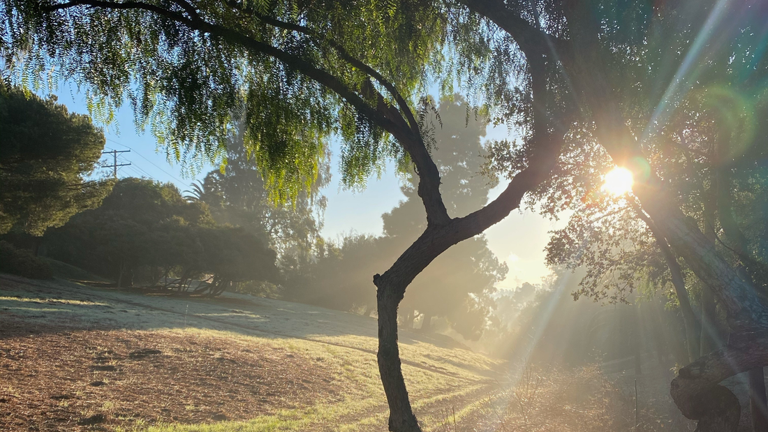 Rediscovering Gratitude in a Season That Asks for It